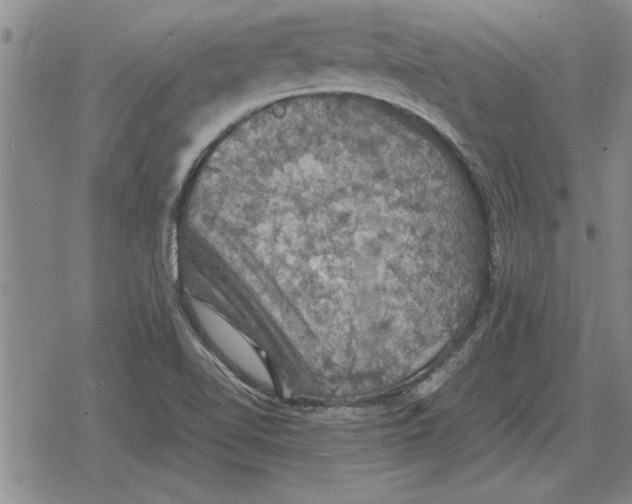 X0000079281510200612081740