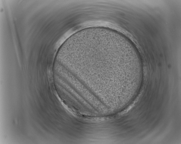 X0000079281521200612081740