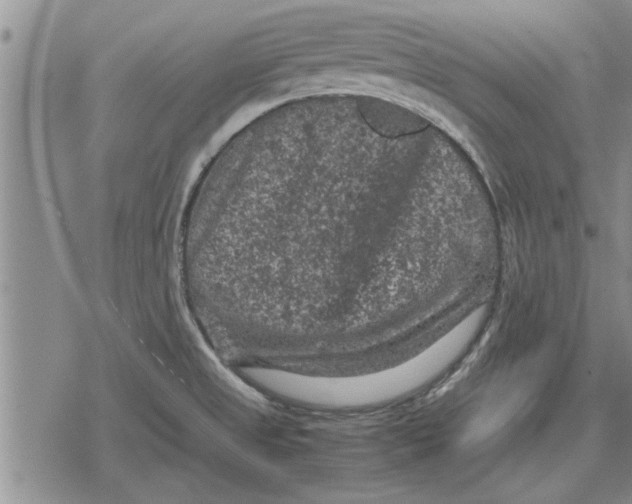 X0000079281525200612081740