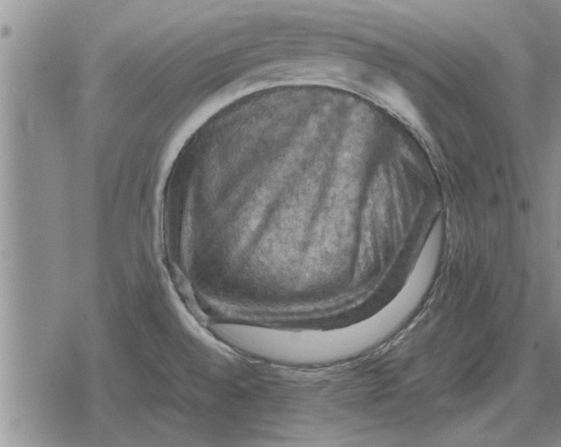 X0000079281528200612081740