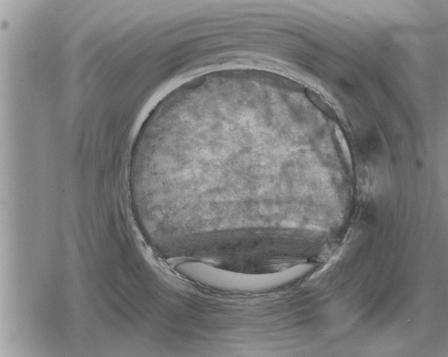 X0000079281530200612081740