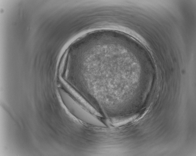 X0000079281536200612081740