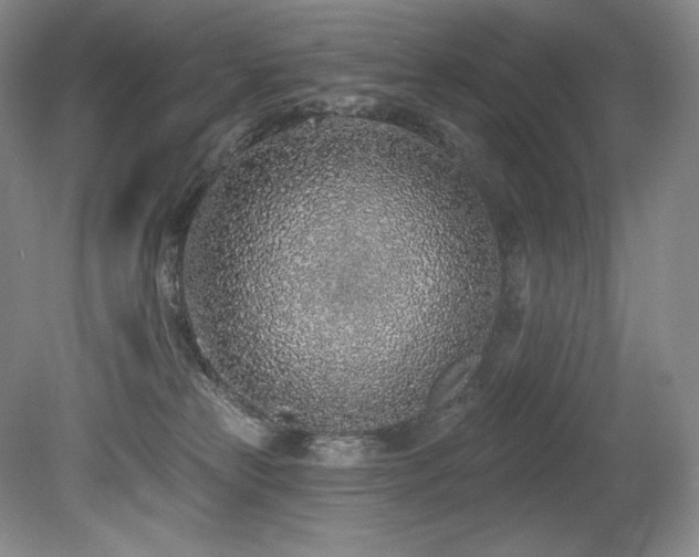 X0000079290181200611171101