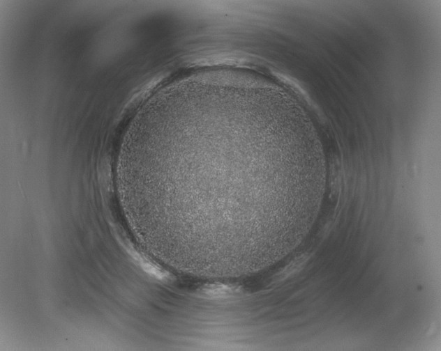 X0000079290453200611171055