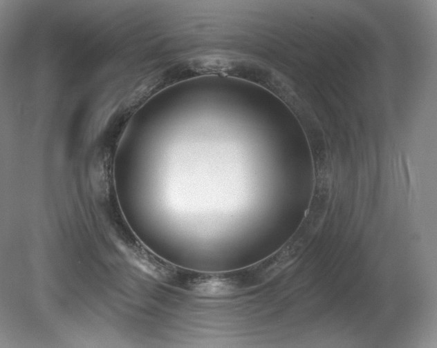 X0000079290460200611171056