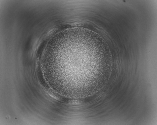 X0000079290652200611171052