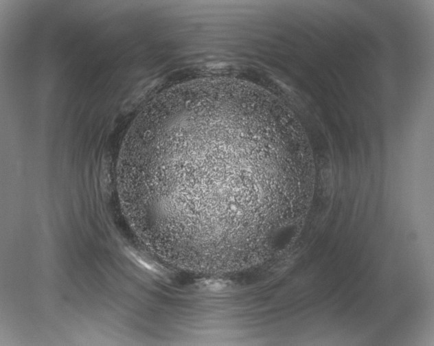 X0000079290654200611171052