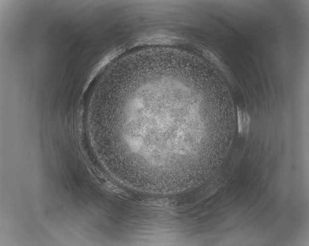 X0000079290675200611171052