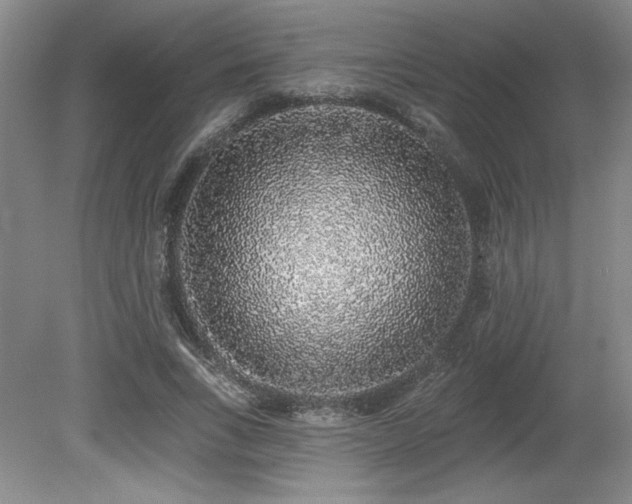 X0000079290735200611171050