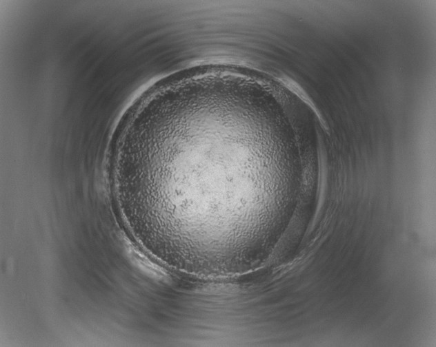 X0000079291068200611171045