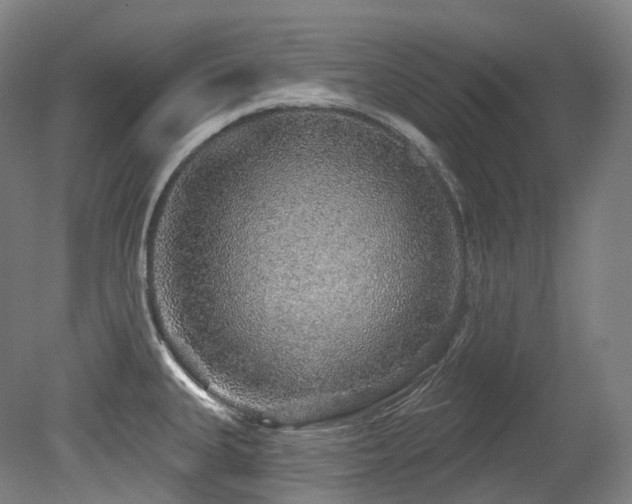X0000079291335200611171041