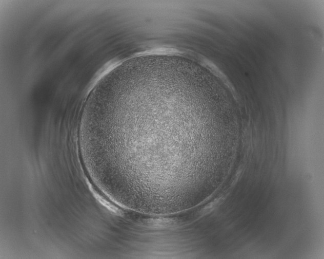 X0000079291425200611171039
