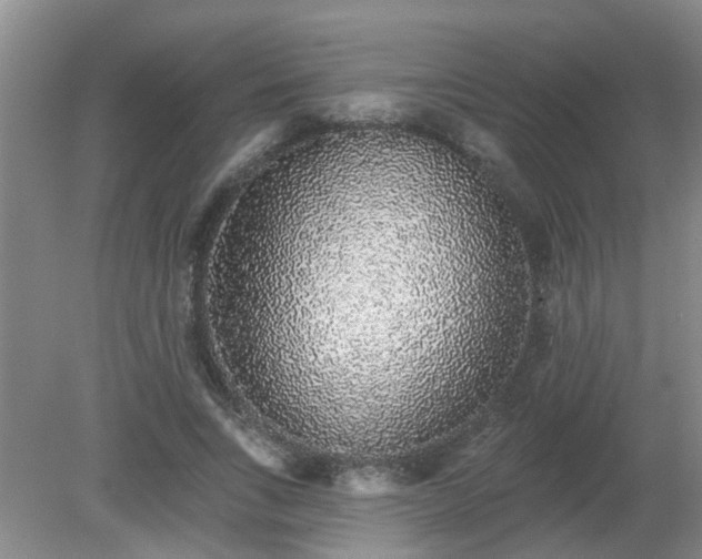 X0000079290735200611251646