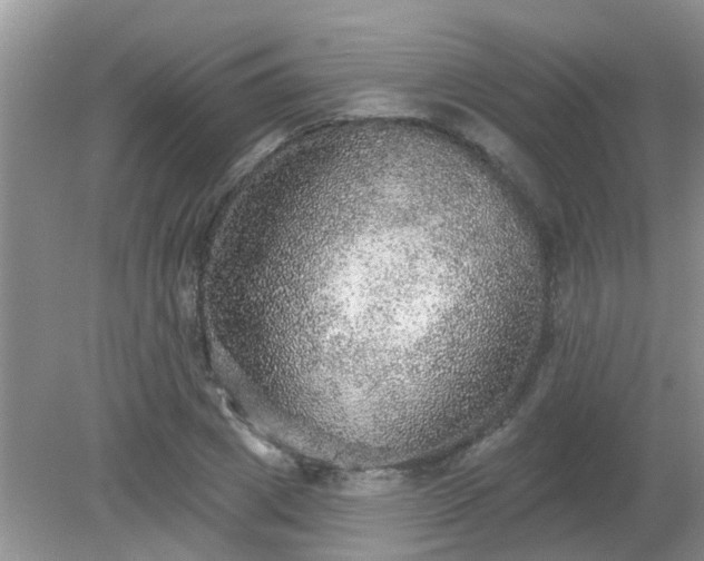 X0000079290833200611251645