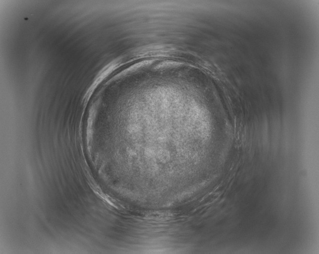 X0000079290099200612011734