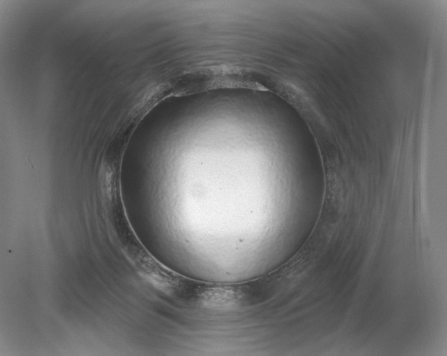 X0000079290123200612011734