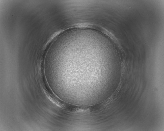 X0000079290155200612011733