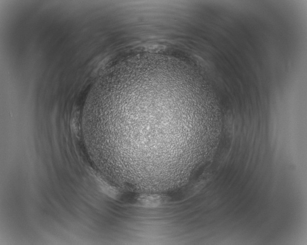 X0000079290181200612011733