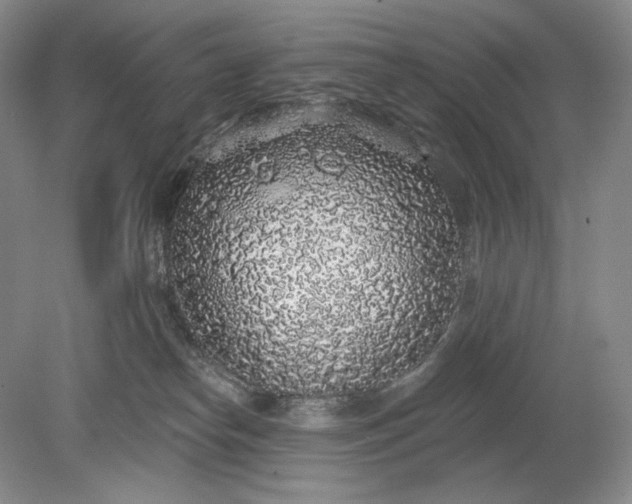 X0000079290182200612011733