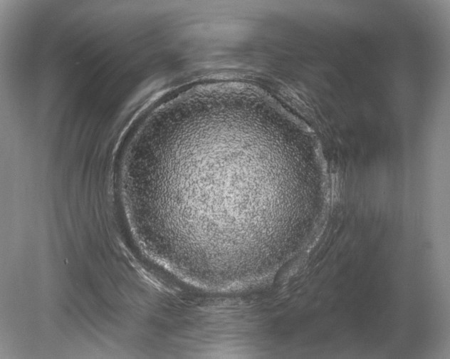X0000079290243200612011731