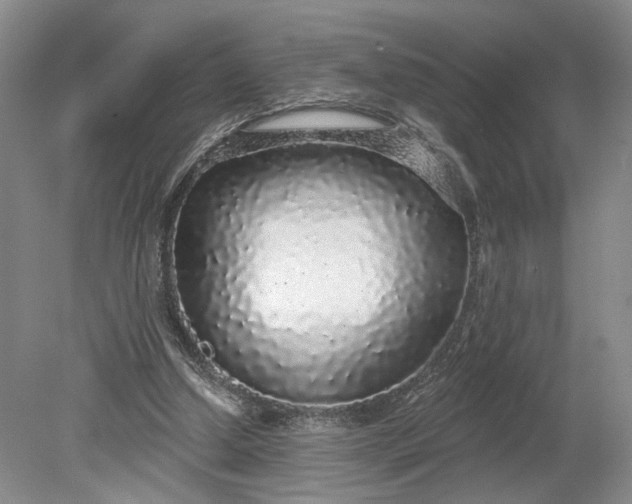X0000079290250200612011731