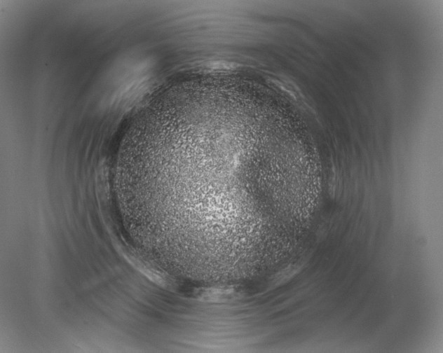 X0000079290366200612011730