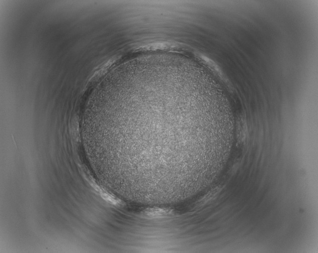 X0000079290453200612011728