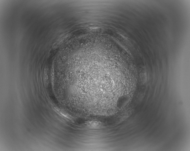 X0000079290654200612011725