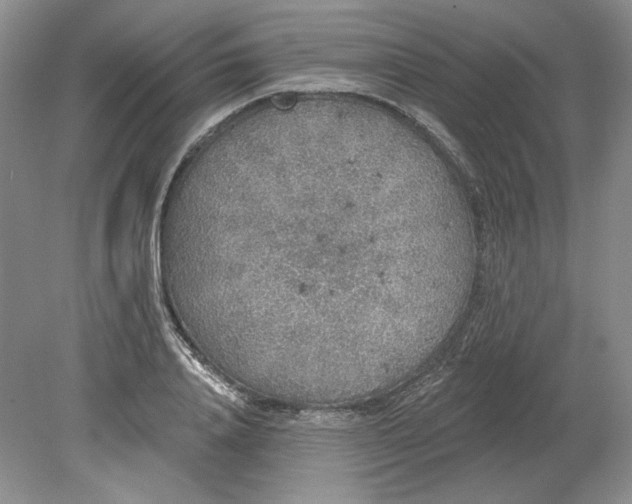 X0000079290840200612011722