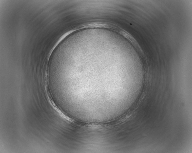 X0000079290852200612011722