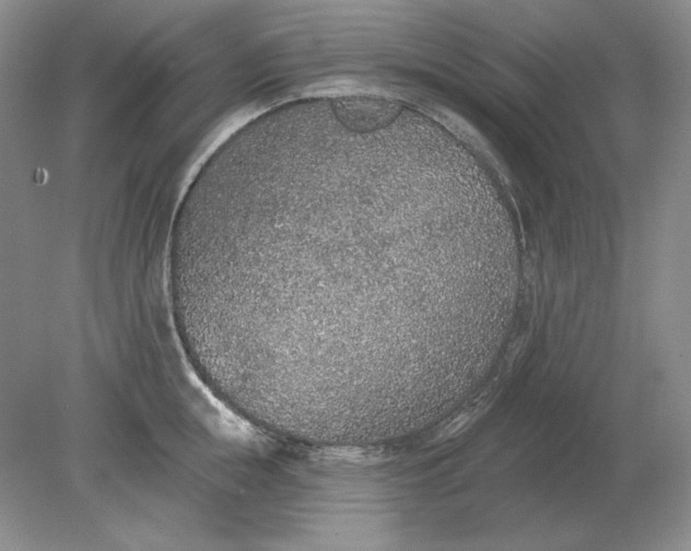 X0000079290855200612011722