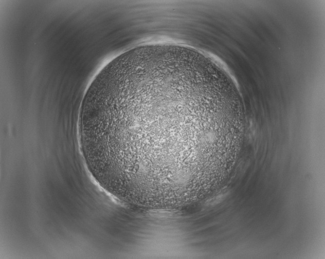 X0000079290863200612011722