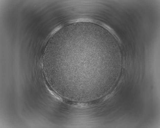 X0000079291241200612011716