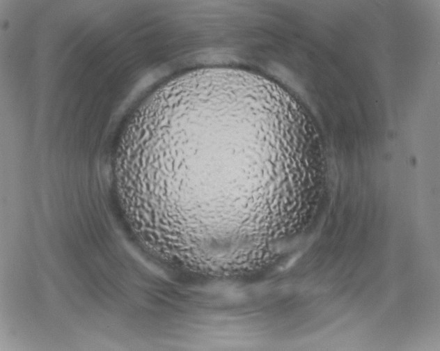 X0000079290063200612081829