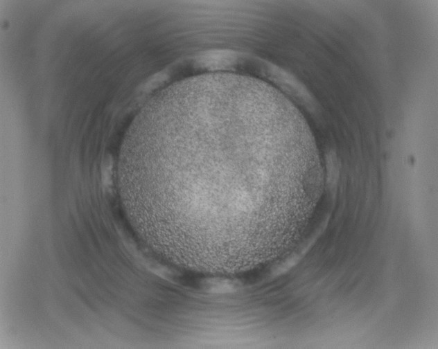 X0000079290073200612081829