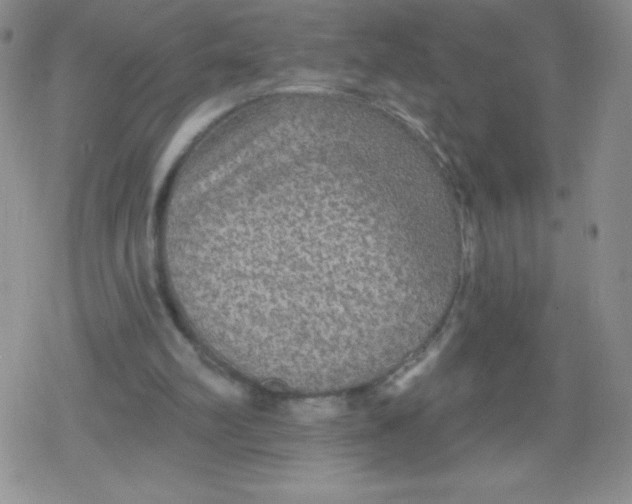 X0000079290102200612081829