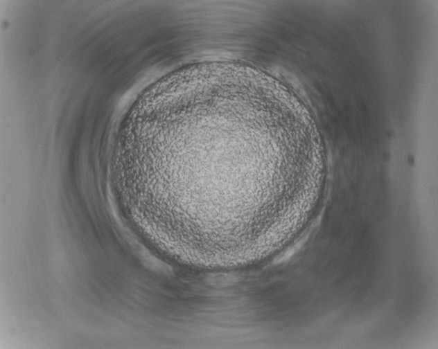 X0000079290145200612081827