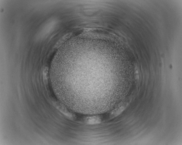 X0000079290275200612081826