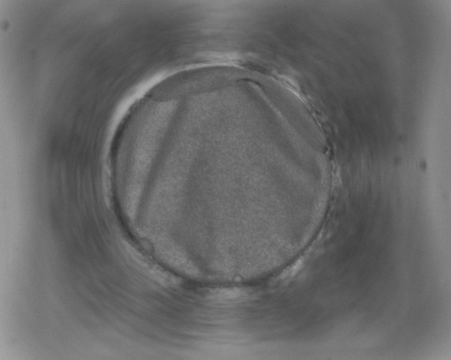 X0000079290342200612081824