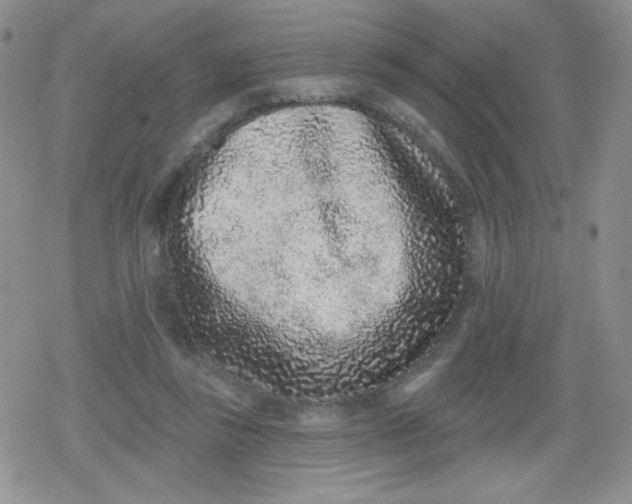 X0000079290355200612081824