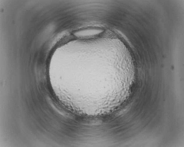 X0000079290443200612081823