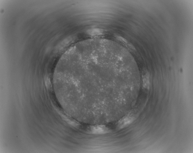 X0000079290618200612081820