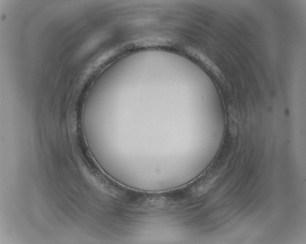 X0000079290631200612081820