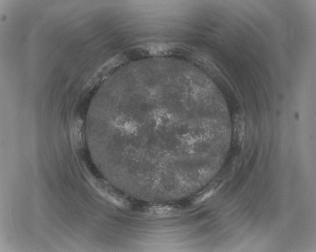 X0000079290650200612081820