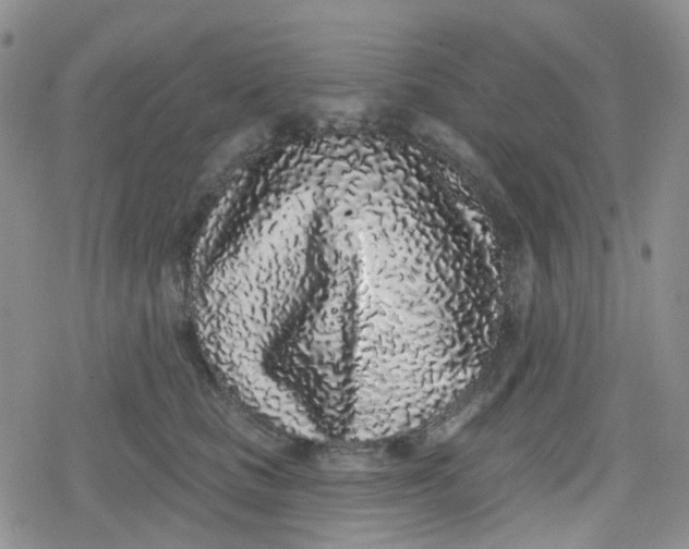 X0000079290661200612081820