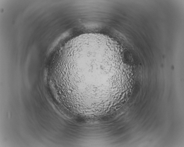 X0000079290742200612081818