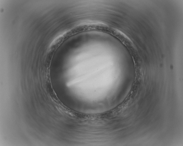 X0000079290775200612081818