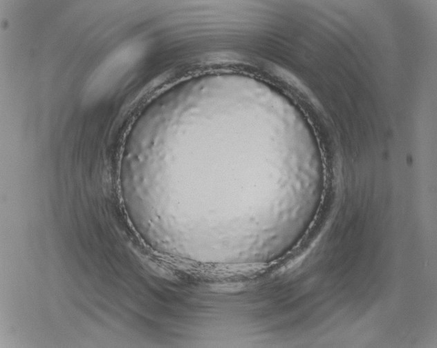 X0000079290825200612081816