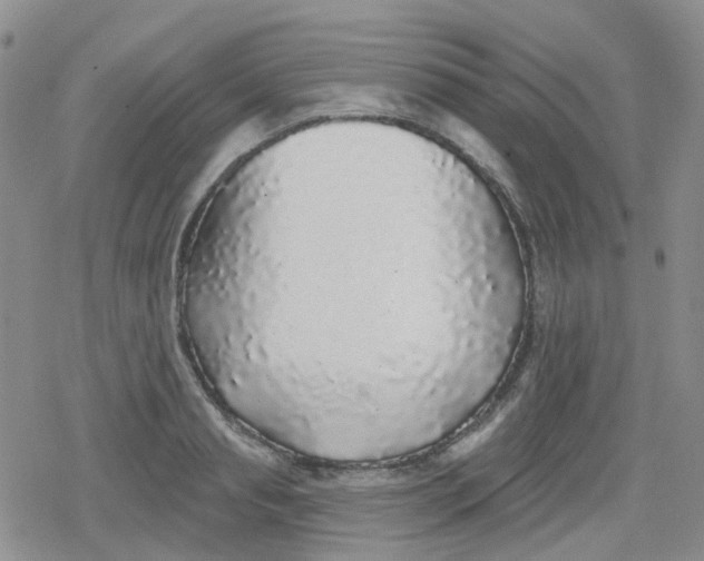 X0000079290845200612081817