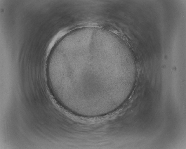 X0000079290006200612151713